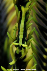 Featherstar Shrimp, 105mm manual focus by Henrik Gram Rasmussen 